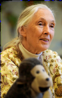 http://www.prise2tete.fr/upload/Papy04-janeGoodall.png