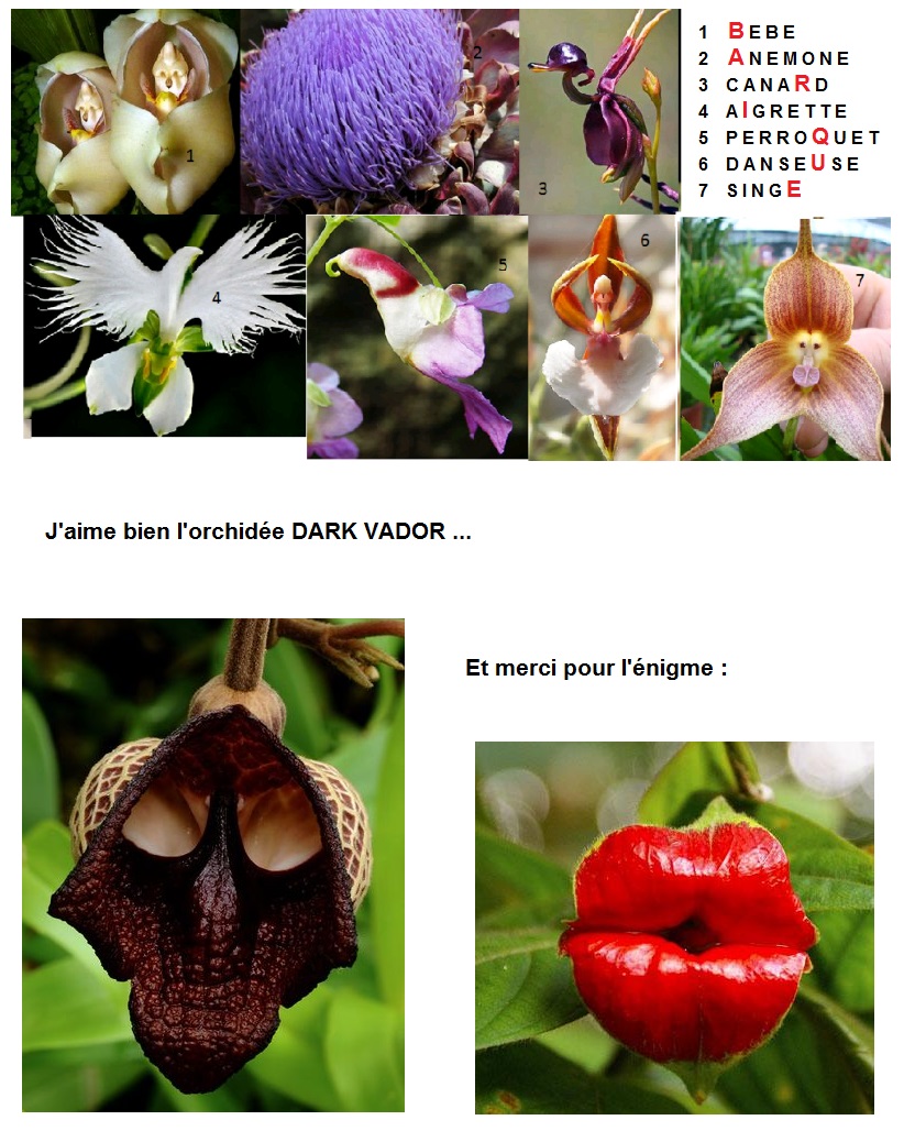 http://www.prise2tete.fr/upload/gwen27-orchidees.jpg