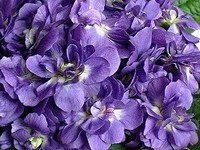 http://www.prise2tete.fr/upload/maitou22-violettes.jpg