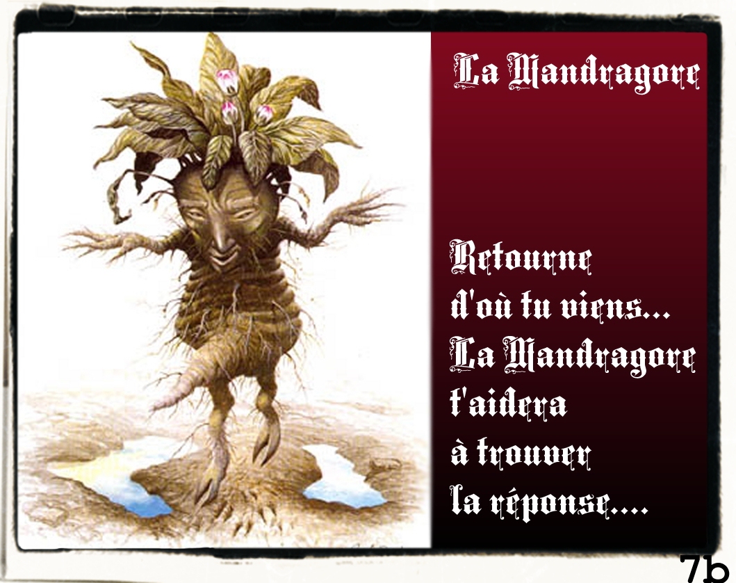 http://www.prise2tete.fr/upload/papyricko-mandragore.jpg